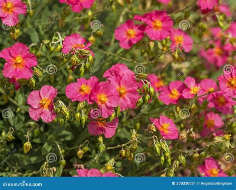 Helianthemum (Helianthemum), Flor De Rocha